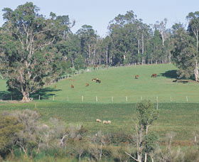 Scenic Drives - Bunbury Collie Donnybrook - Accommodation Sunshine Coast 0
