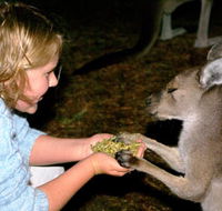 Discovery Bay's Walk on the Wild Side - Accommodation Sunshine Coast