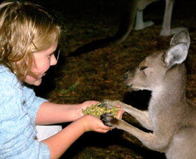 Discovery Bay's Walk On The Wild Side - Accommodation Sunshine Coast 0