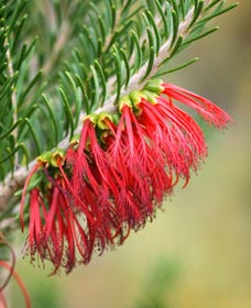 Ethel Daw Scenic Drive - Accommodation Sunshine Coast 0