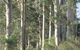 Mount Shadforth Scenic Drive - thumb 0