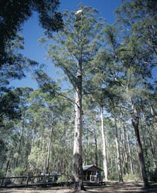 Ringbark WA Accommodation Sunshine Coast