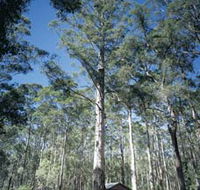 Diamond Tree Lookout Manjimup - Accommodation Sunshine Coast