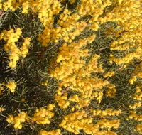 Dalwallinu Remnant Bushland - Accommodation Sunshine Coast