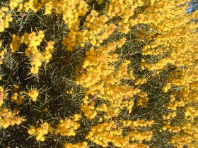 Dalwallinu Remnant Bushland - Accommodation Sunshine Coast 0