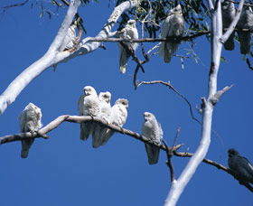 Carawine Gorge - Accommodation Sunshine Coast 0