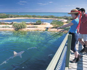 Shark Bay Marine Park - Accommodation Sunshine Coast 0