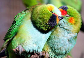Rainbow Jungle - The Australian Parrot Breeding Centre - Accommodation Sunshine Coast 0