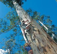 Dave Evans Bicentennial Tree - Accommodation Sunshine Coast