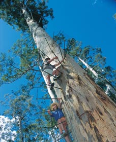 Dave Evans Bicentennial Tree - Accommodation Sunshine Coast 0