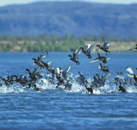 Ord River - Accommodation Sunshine Coast