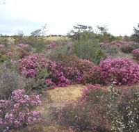 Reynoldson's Flora Reserve - Accommodation Sunshine Coast