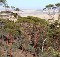 Mount Matilda Walk Trail Wongan Hills - Accommodation Sunshine Coast