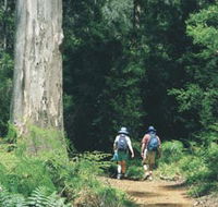 Gloucester Tree - Accommodation Sunshine Coast