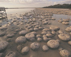 Yalgorup National Park - Accommodation Sunshine Coast 0