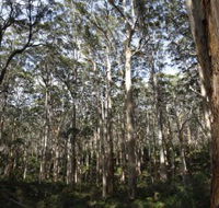 Boranup Karri Forest - Accommodation Sunshine Coast