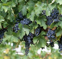 Capel Vale Wines - Accommodation Sunshine Coast