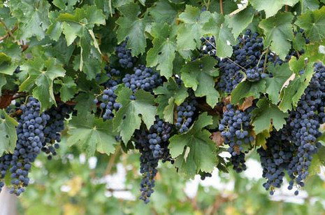 Capel Vale Wines - Accommodation Sunshine Coast 0