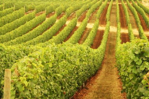 Darlington Estate Winery And Restaurant - Accommodation Sunshine Coast 0