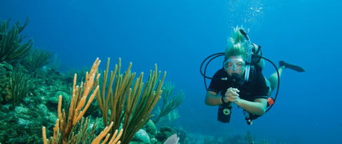 Coastal Water Dive - Accommodation Sunshine Coast 0