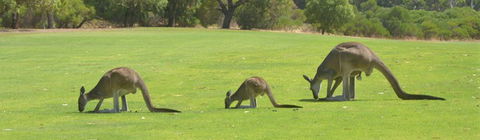 Rockingham Golf Club - Accommodation Sunshine Coast 3