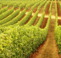 MadFish Wines Denmark - Accommodation Sunshine Coast