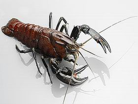 Andermel Marron - Accommodation Sunshine Coast 0