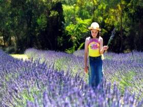 Brayfield Park Lavender Farm - Accommodation Sunshine Coast 0