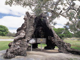 The Herbig Family Tree - Accommodation Sunshine Coast 0