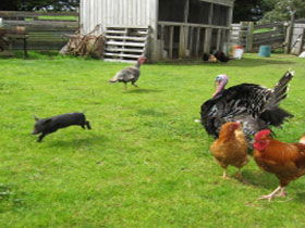 Echo Farm - Accommodation Sunshine Coast 0