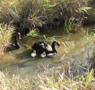 Tamar Island Wetlands Reserve and Interpretation Centre - Accommodation Sunshine Coast