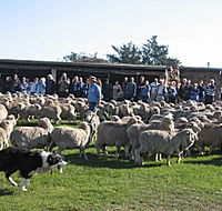 Curringa Farm - Accommodation and Farm Tours - Accommodation Sunshine Coast