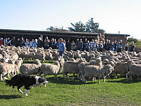 Curringa Farm - Accommodation And Farm Tours - Accommodation Sunshine Coast 0
