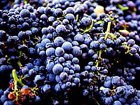 Laurel Bank Vineyard - Accommodation Sunshine Coast 0