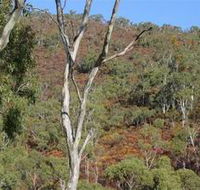 Black Hill Conservation Park - Accommodation Sunshine Coast