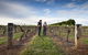 Coonawarra Wineries Walking Trail - thumb 0