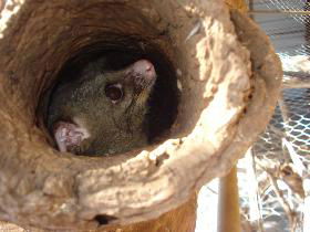 Mulga Sanctuary And Wildlife Park - Accommodation Sunshine Coast 0