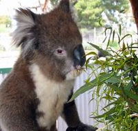 Glen-Forest Tourist Park - Accommodation Sunshine Coast