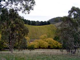 Mt Bera Vineyards - Accommodation Sunshine Coast 0
