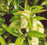 Tumbeela Native Bushfoods - Accommodation Sunshine Coast