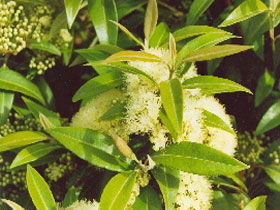 Tumbeela Native Bushfoods - Accommodation Sunshine Coast 0