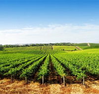 Aldinga Bay Winery - Accommodation Sunshine Coast