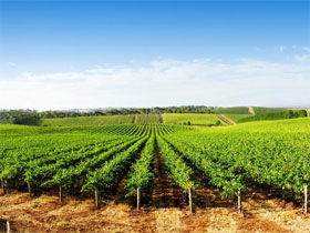 Aldinga Bay Winery - Accommodation Sunshine Coast 0