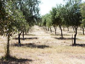 Talinga Grove Olive Oils - Accommodation Sunshine Coast 0