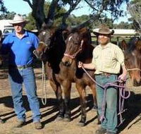 Coffin Bay Brumby Preservation Society Incorporated - Accommodation Sunshine Coast