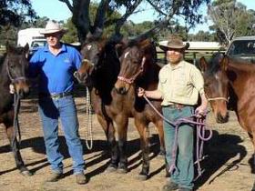 Coffin Bay Brumby Preservation Society Incorporated - Accommodation Sunshine Coast 0