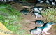 Penneshaw Penguin Centre - thumb 0