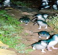 Penneshaw Penguin Centre - Accommodation Sunshine Coast