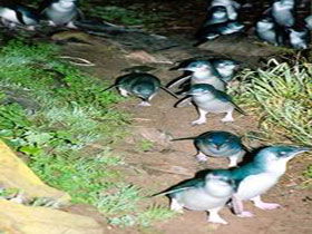 Penneshaw Penguin Centre - Accommodation Sunshine Coast 0
