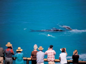 Nullarbor SA Accommodation Sunshine Coast